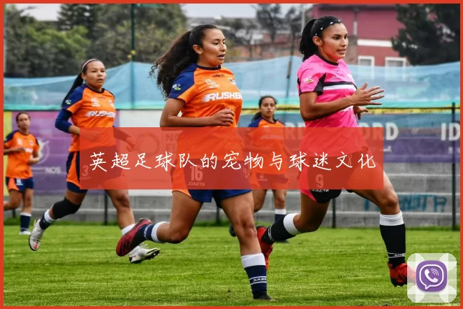英超足球队的宠物与球迷文化
